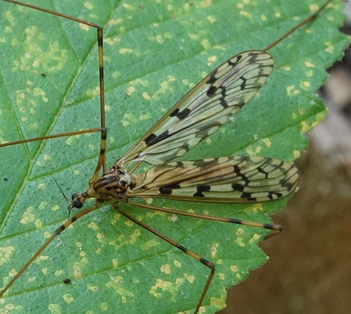 Metalimnobia cinctipes