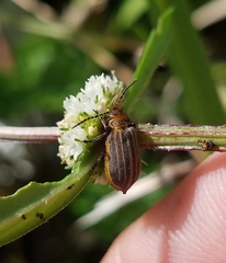 Neolochmaea dilatipennis