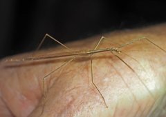 Sipyloidea larryi