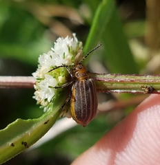 Neolochmaea dilatipennis