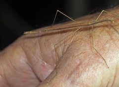 Sipyloidea larryi