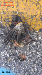 Coereba flaveola caboti