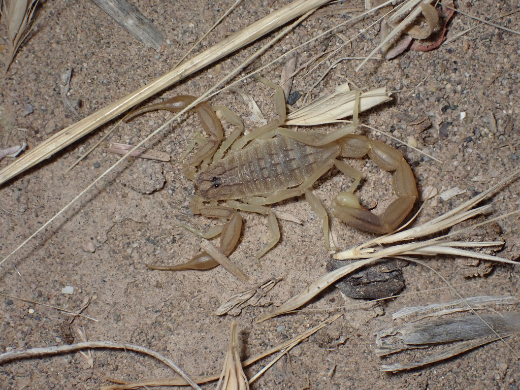 Compsobuthus kaftani