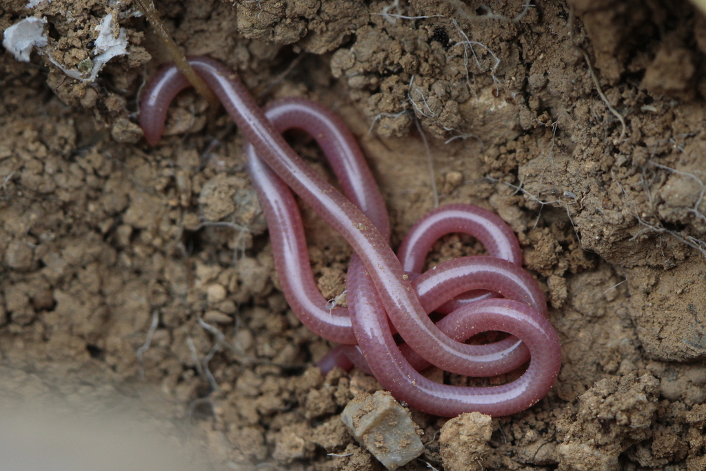 Hook-Snouted Worm Snake