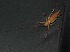 Austrosalomona destructor