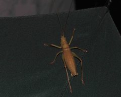 Austrosalomona destructor