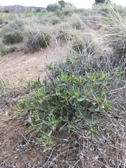 Acleisanthes lanceolata