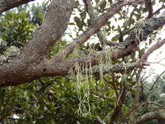 Ramalina pacifica
