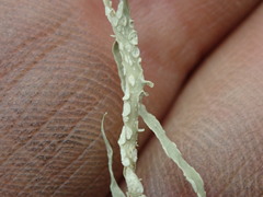 Ramalina pacifica
