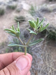 Acleisanthes lanceolata