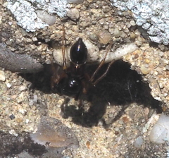 Leptorchestes berolinensis