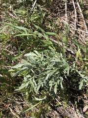Ambrosia grayi