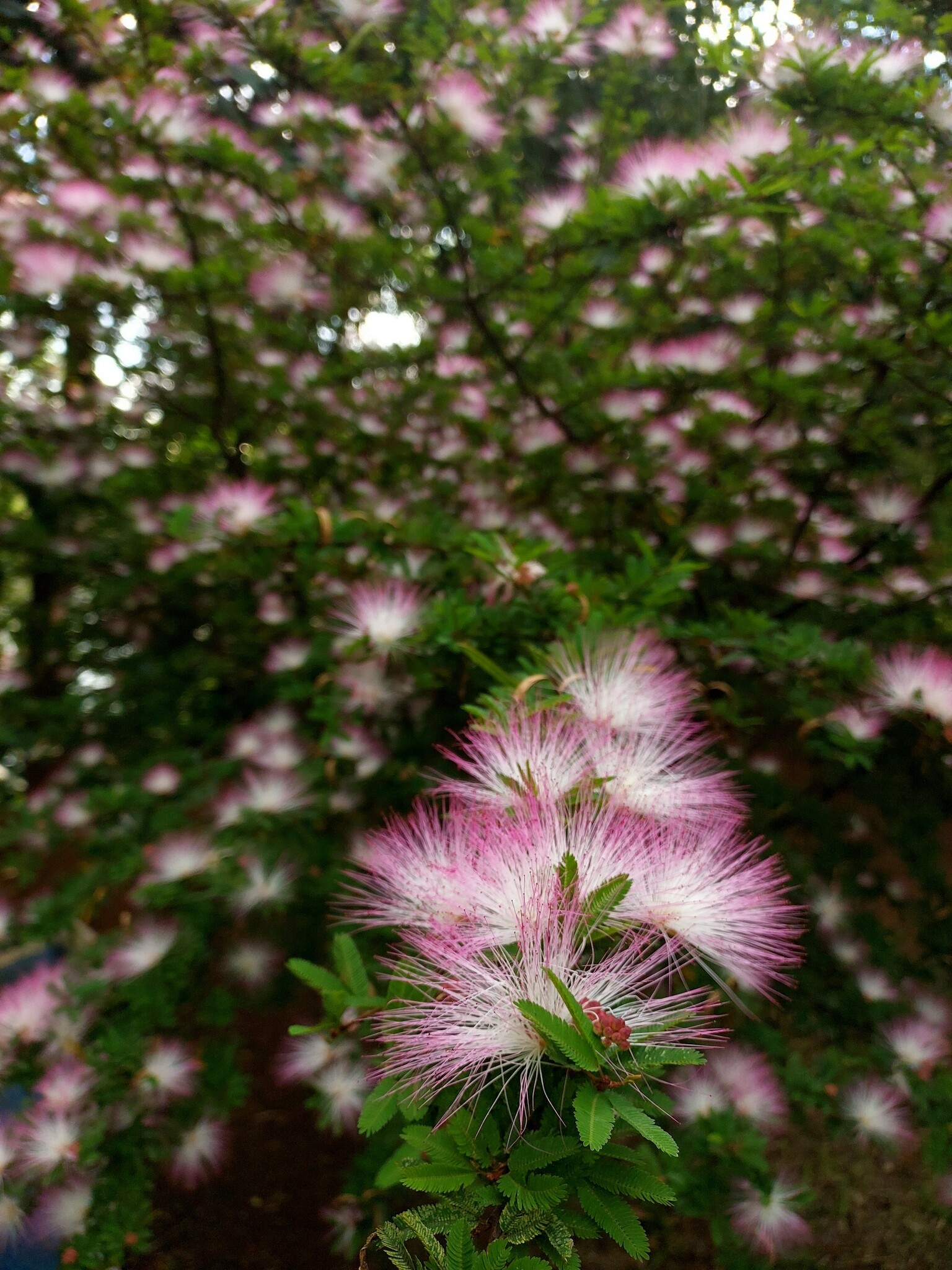 Calliandra selloi