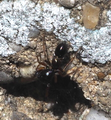 Leptorchestes berolinensis