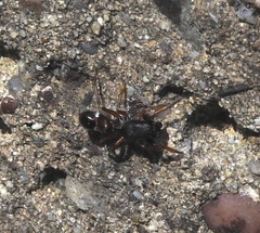 Leptorchestes berolinensis