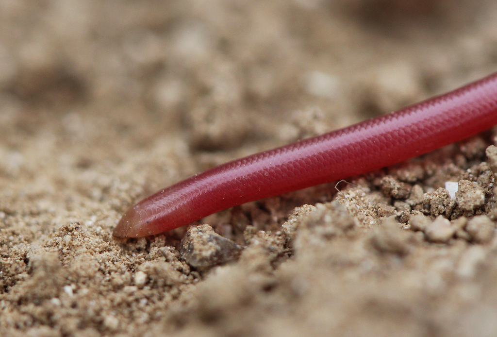 Israeli Worm Snake