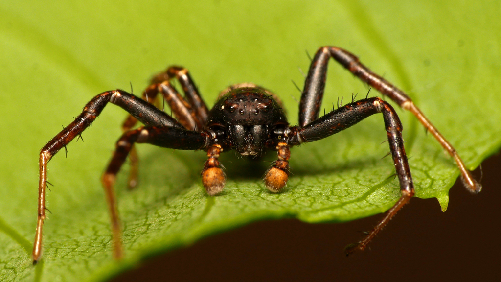 Xysticus luctuosus