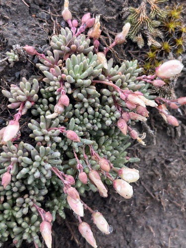 Okanogan Fameflower (Phemeranthus sediformis)