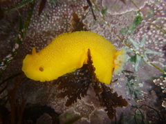 Doriopsilla albopunctata