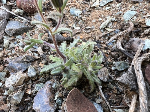 Image of Layia discoidea by (c) Steve Matson, some rights reserved (CC BY)