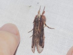 Zalissa catocalina