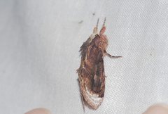 Zalissa catocalina