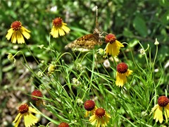 Helenium amarum badium