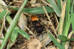 Pseudomethoca brazoria