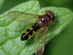 Meligramma triangulifera