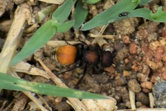 Pseudomethoca brazoria