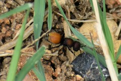 Pseudomethoca brazoria