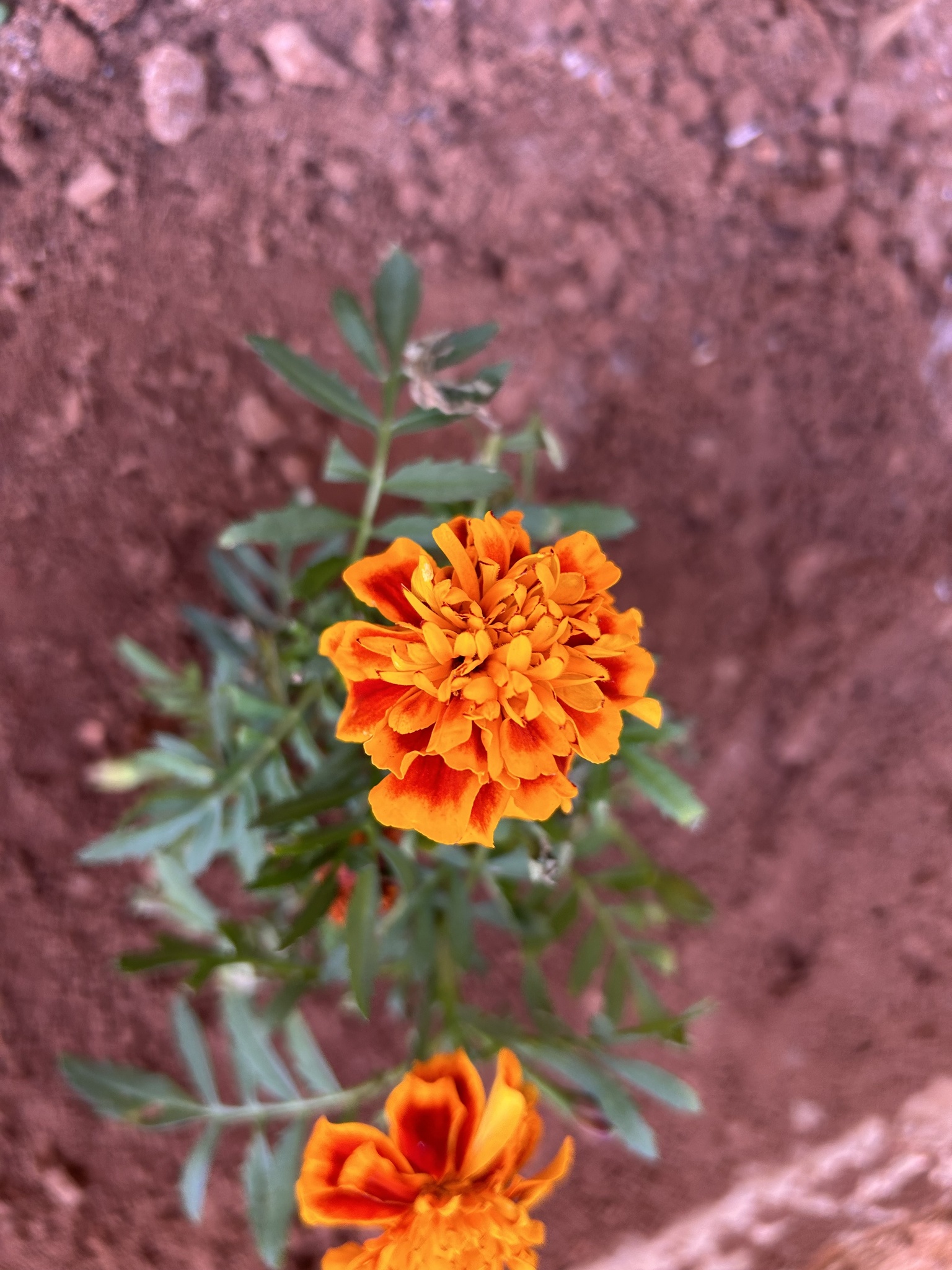 Tagetes patula