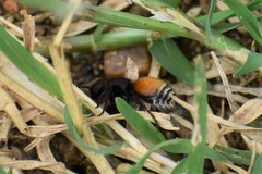 Pseudomethoca brazoria