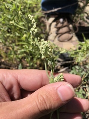 Chenopodium nitens