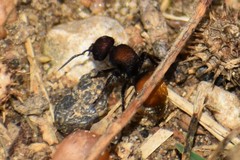 Pseudomethoca brazoria