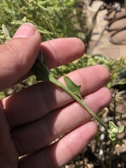Chenopodium nitens