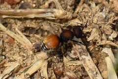 Pseudomethoca brazoria