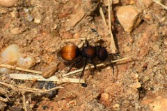 Pseudomethoca brazoria