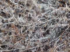 Odonthalia floccosa