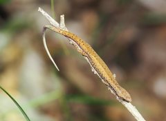 Saproscincus basiliscus