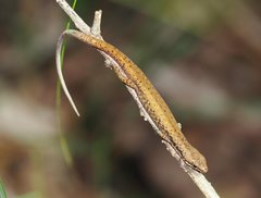 Saproscincus basiliscus
