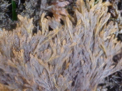 Microcladia borealis