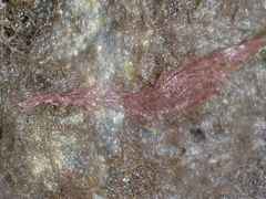 Pikea pinnata