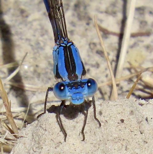 Vivid Dancer (Argia vivida), a species recorded in Oregon