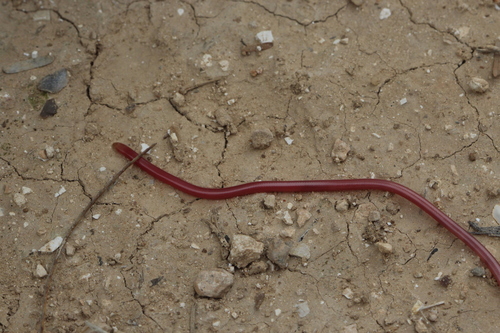 Photo of a Israeli Worm Snake (Letheobia simoni)