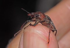 Cacostomus squamosus