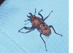 Cacostomus squamosus