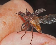 Cacostomus squamosus