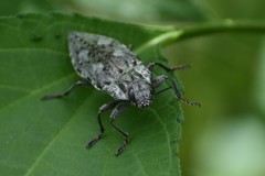 Texania fulleri