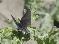 Strymon melinus
